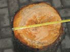 treeshear1
